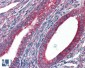 Goat Anti-GPR94 / TRA1 Antibody